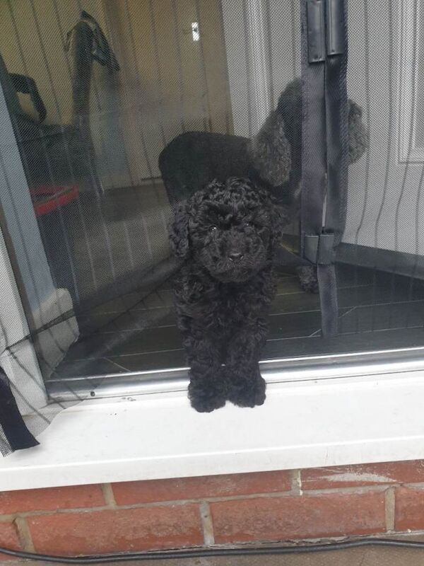 One black boy toy poodle - Image 4 of 4