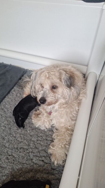 One Gorgeous Poodle-Cross Puppy