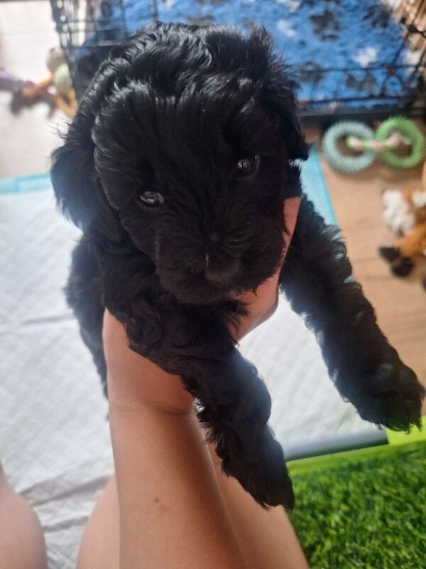 One Gorgeous Poodle-Cross Puppy - Image 3 of 6