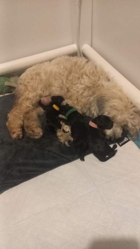 One Gorgeous Poodle-Cross Puppy - Image 4 of 6