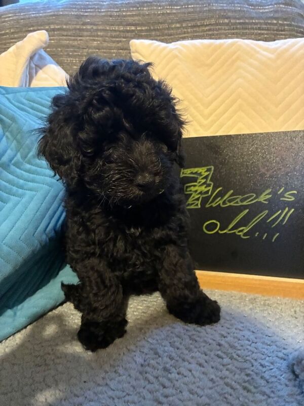 One Gorgeous Poodle-Cross Puppy - Image 5 of 6