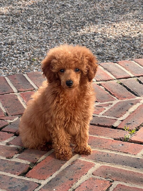 One stunning red boy available for sale in Surrey | Image 2