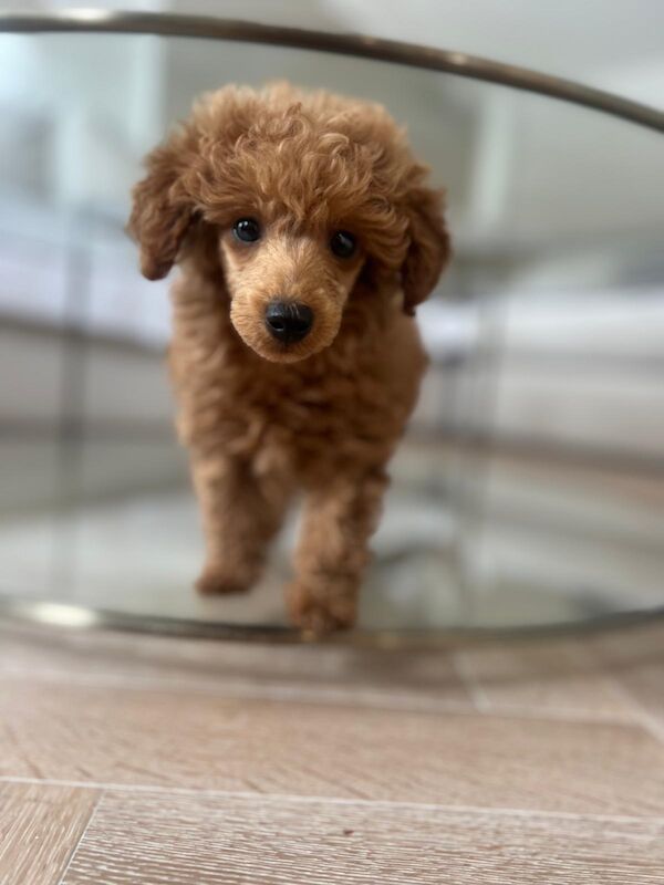 One stunning red boy available for sale in Surrey | Image 3