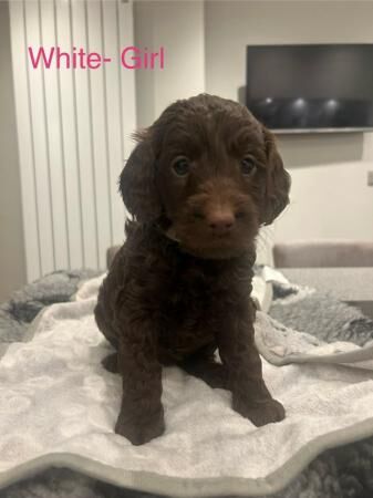 Outstanding Cockapoo Puppies for sale in Brough, East Riding of Yorkshire