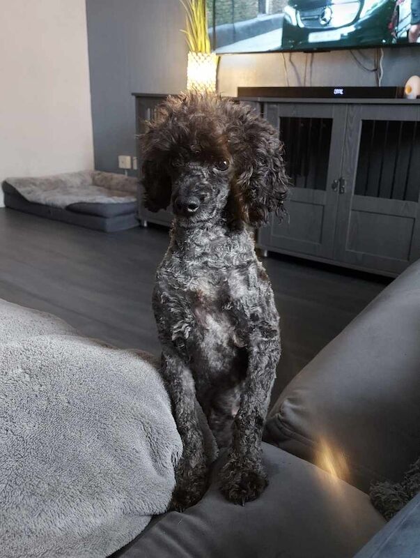 Kennel Club Registered Poodle Puppies For Sale