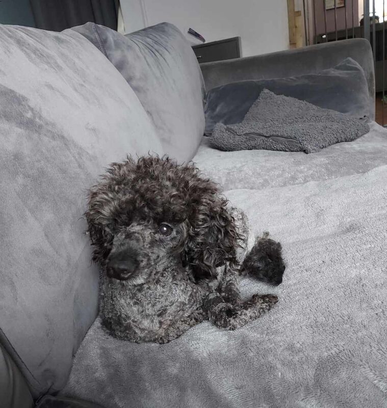 Outstanding KC Silver Toy Poodle Babies*Health Tested Parents* for sale in Leyland, Lancashire - Image 2