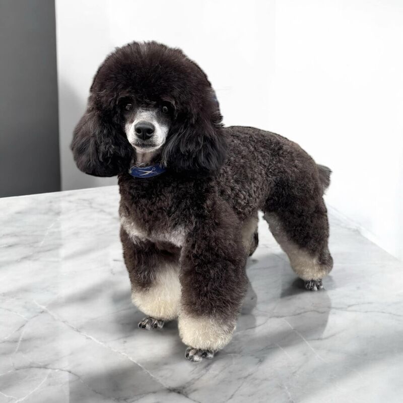 Poodle puppies for sale in Leyland, Lancashire – KC registered, 1 year old - Image 3 of 9