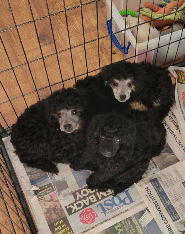 Poodle puppies for sale in Leyland, Lancashire – KC registered, 1 year old - Image 4 of 9