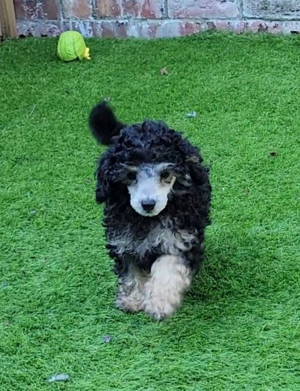 Outstanding KC Silver Toy Poodle Babies*Health Tested Parents* for sale in Leyland, Lancashire - Image 5