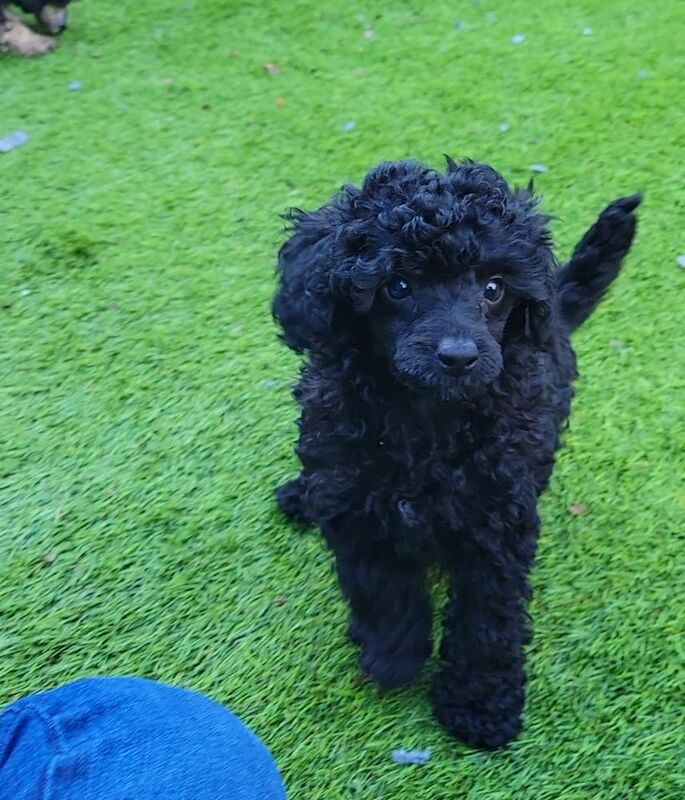 Outstanding KC Silver Toy Poodle Babies*Health Tested Parents* for sale in Leyland, Lancashire - Image 6