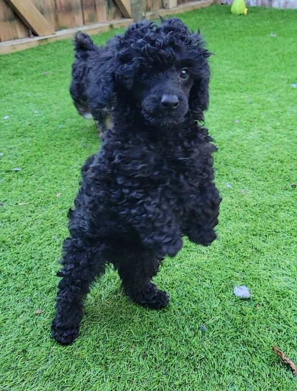 Outstanding KC Silver Toy Poodle Babies*Health Tested Parents* for sale in Leyland, Lancashire - Image 7