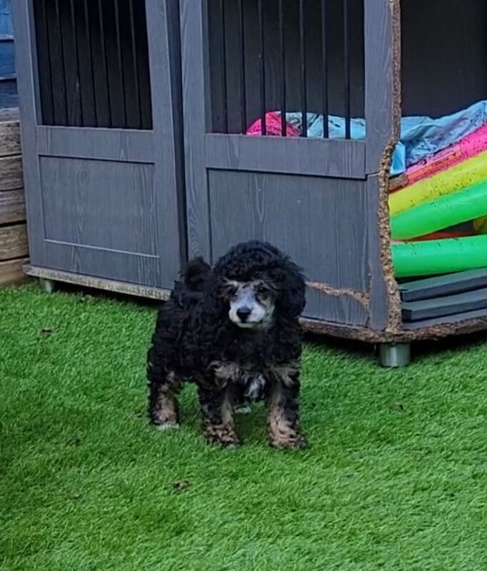 Poodle puppies for sale in Leyland, Lancashire – KC registered, 1 year old - Image 8 of 9