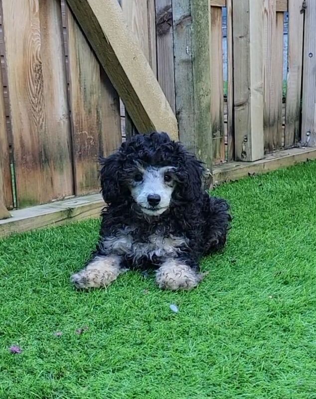 Poodle puppies for sale in Leyland, Lancashire – KC registered, 1 year old - Image 9 of 9
