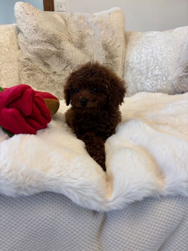 Poodle puppies for sale in Penrith, Cumbria – 11 weeks old