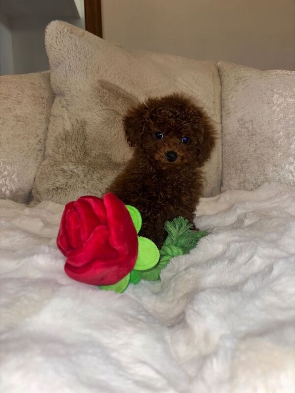 Poodle puppies for sale in Penrith, Cumbria – 11 weeks old - Image 2 of 4