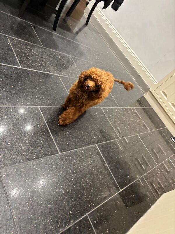 Poodle puppies for sale in Penrith, Cumbria – 11 weeks old - Image 3 of 4