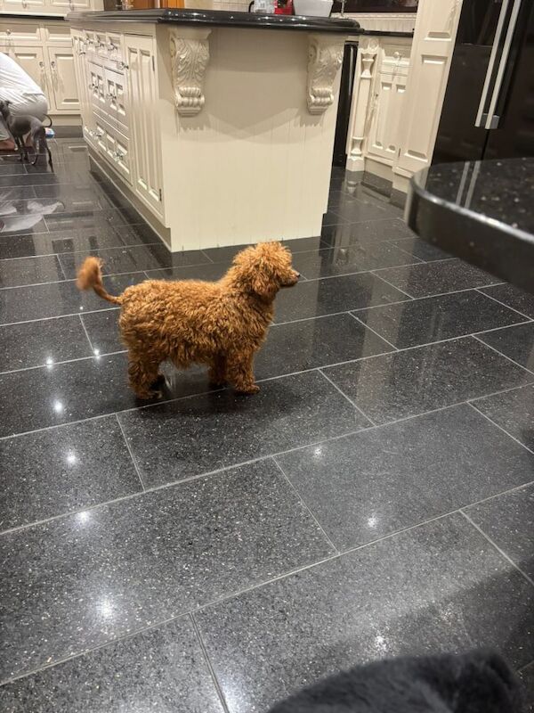 Poodle puppies for sale in Penrith, Cumbria – 11 weeks old - Image 4 of 4