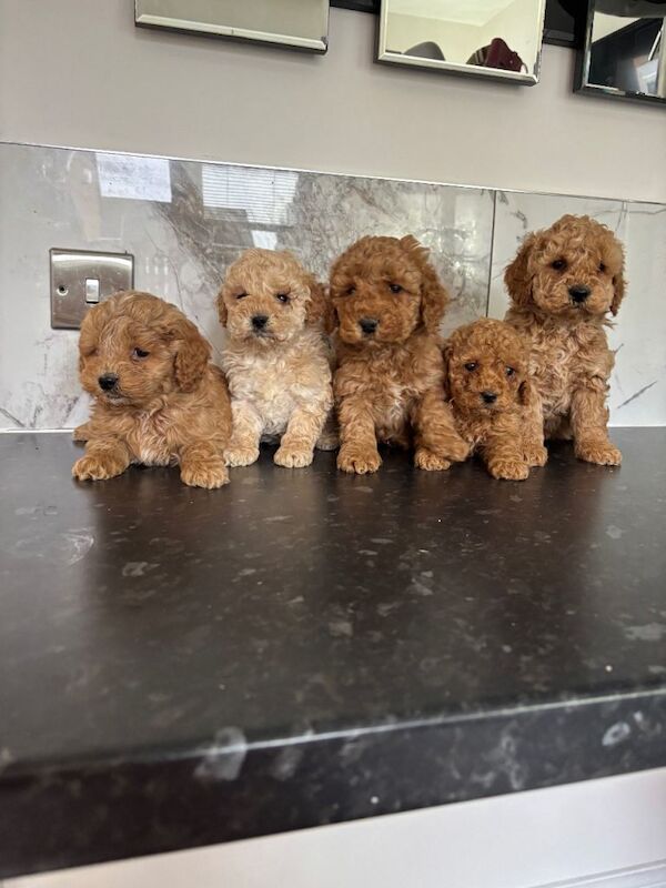 Outstanding maltipoo puppies (toy poodle)