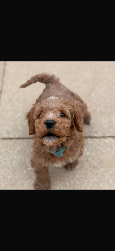 Outstanding maltipoo puppies (toy poodle) - Image 2 of 5