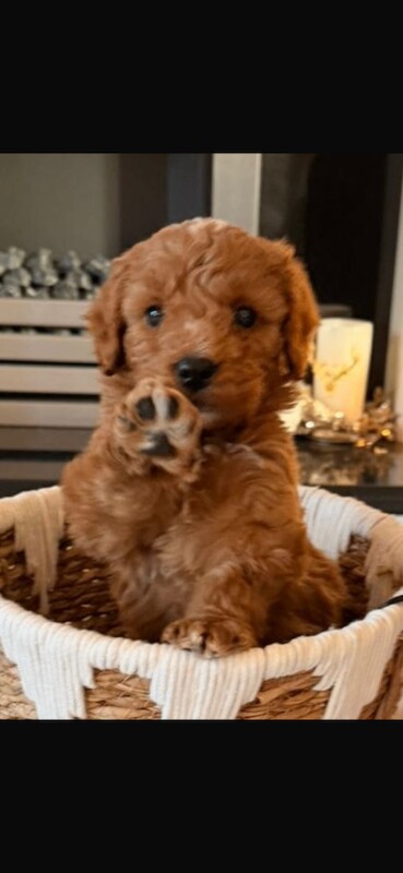 Outstanding maltipoo puppies (toy poodle) - Image 3 of 5