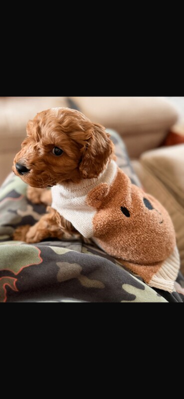 Outstanding maltipoo puppies (toy poodle) - Image 4 of 5