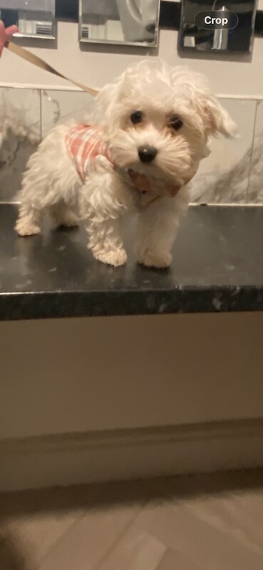 Outstanding maltipoo puppies (toy poodle) - Image 5 of 5