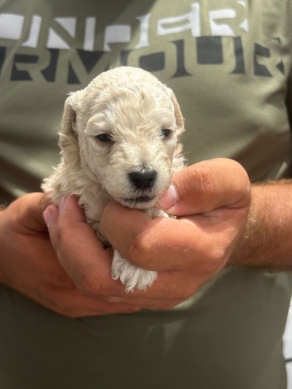 Pedigree poodle