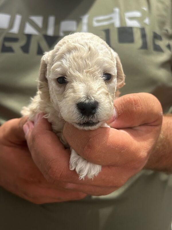 Pedigree poodle - Image 2 of 5