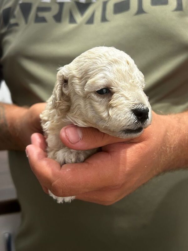 Pedigree poodle - Image 3 of 5