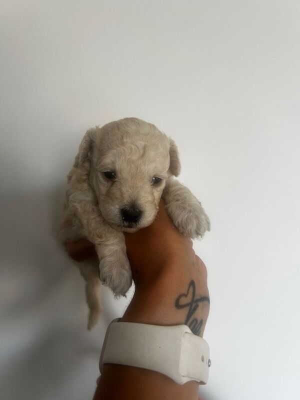 Pedigree poodle - Image 4 of 5