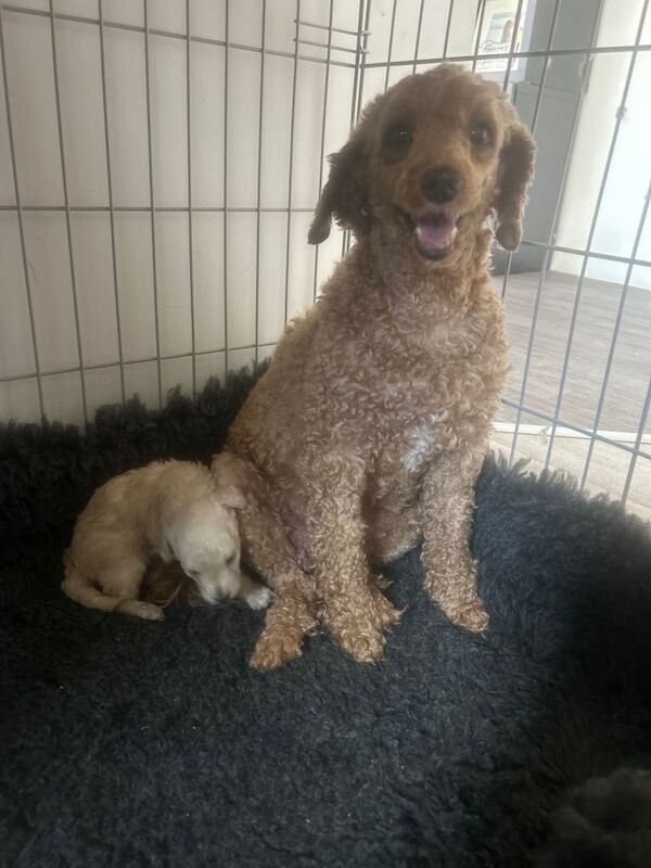Pedigree poodle - Image 5 of 5