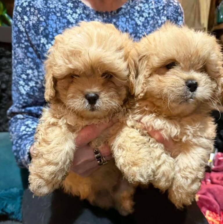 Poodle puppies for sale in Brechin, Angus – 11 weeks old