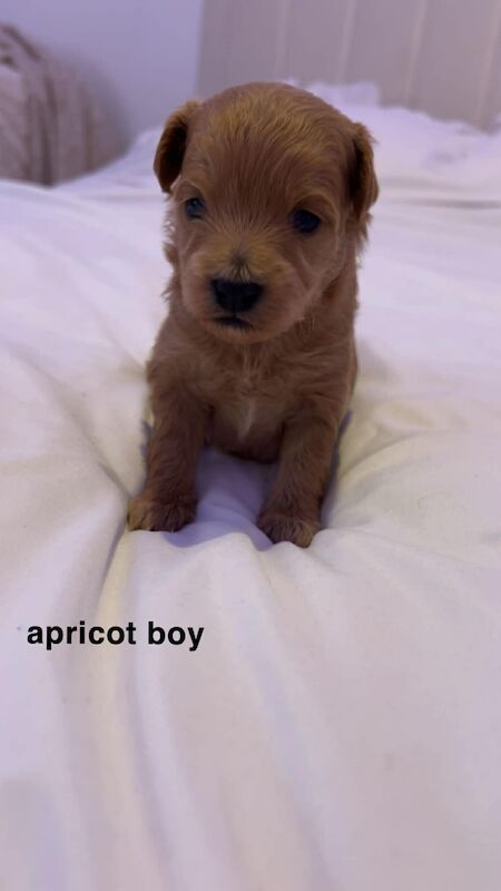 Pomapoo puppies available 
