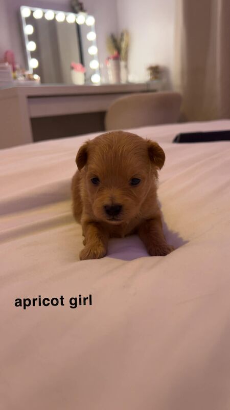 Pomapoo puppies available - Image 2 of 4
