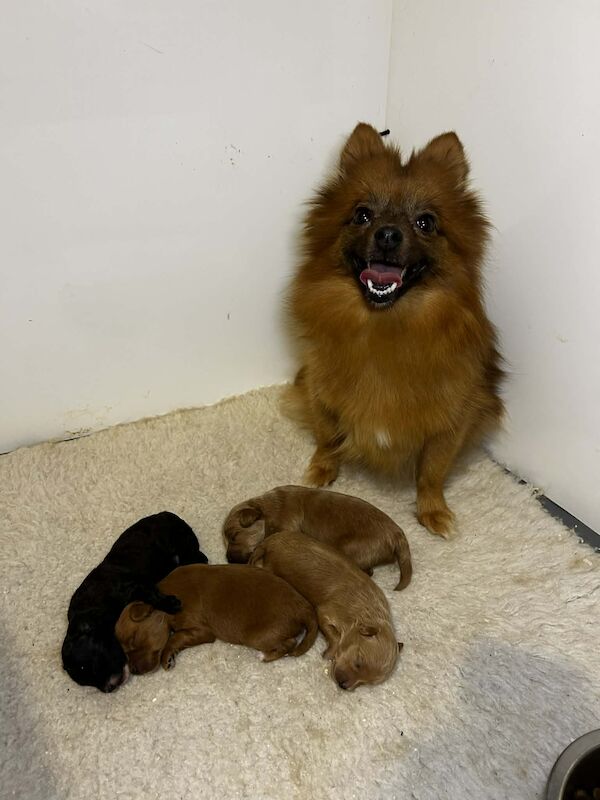 Pomapoo puppies available - Image 4 of 4