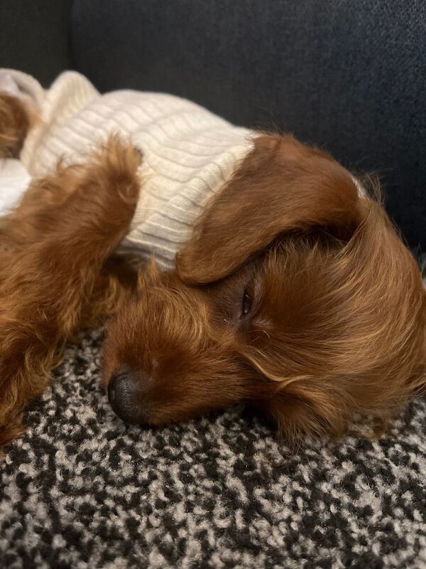 Poodle puppies for sale in Bradford, West Yorkshire – 9 weeks old