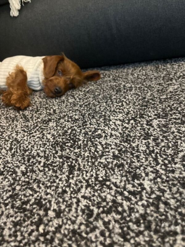 Poodle - Image 2 of 2