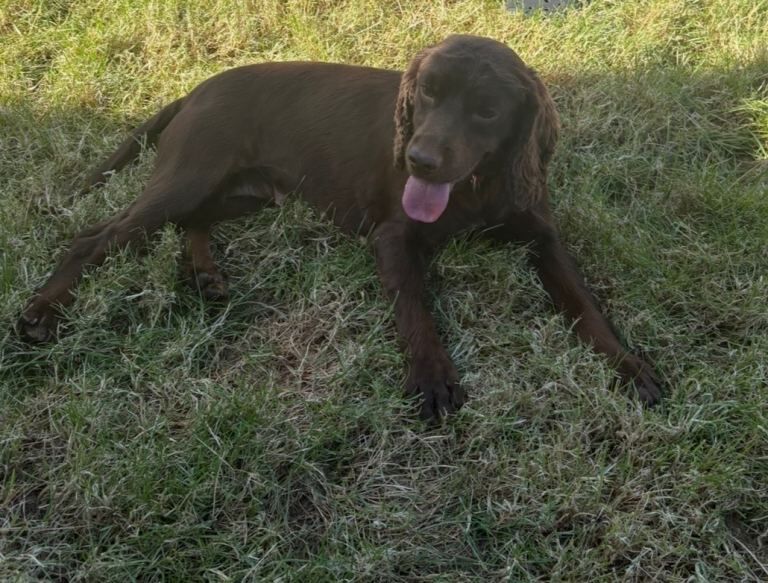 Poodle Puppies For Sale