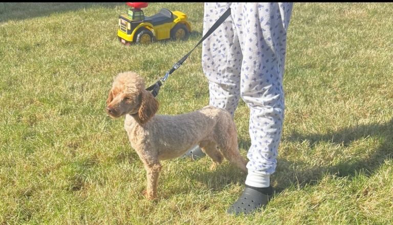 Poodle and cocker spaniel for sale - Image 2 of 2