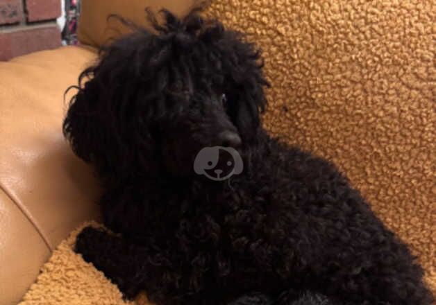 Poodle puppies for sale in Lewes, East Sussex – 8 months old - Image 1 of 4