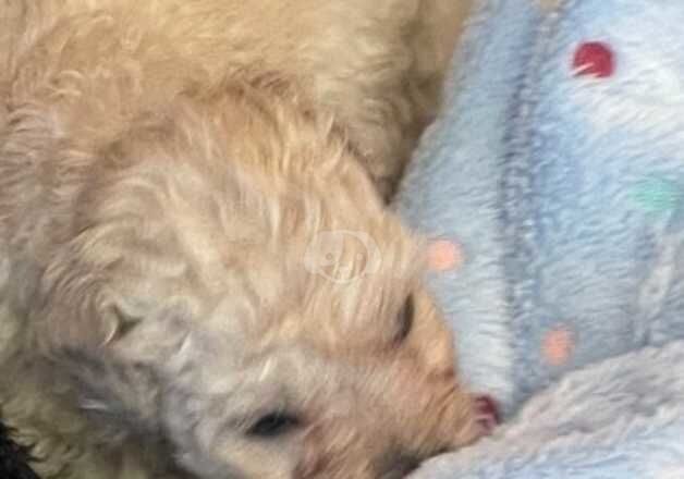 Poodle puppies for sale in Lewes, East Sussex – 8 months old - Image 2 of 4