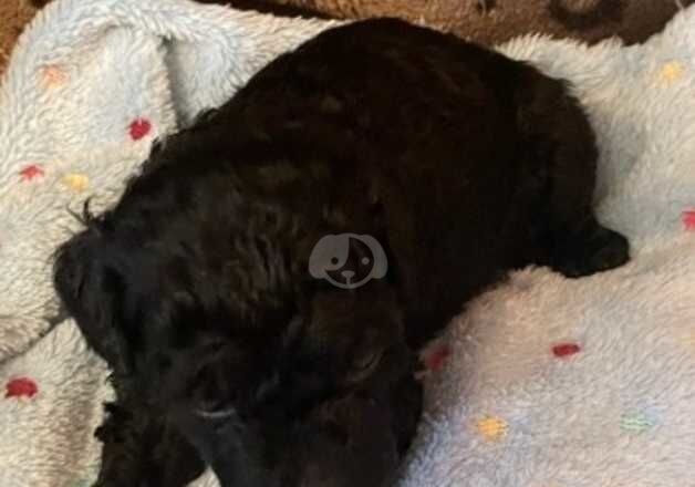 Poodle puppies for sale in Lewes, East Sussex – 8 months old - Image 3 of 4
