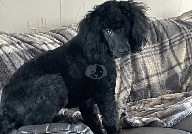 Poodle puppies for sale in Lewes, East Sussex – 8 months old - Image 4 of 4
