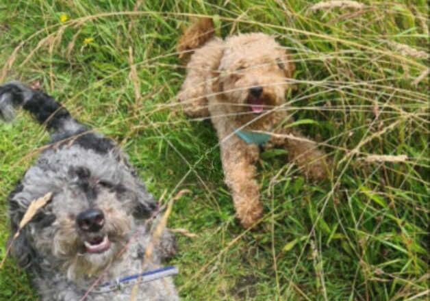 Poodle puppies for sale in Worksop, Nottinghamshire – 9 months old - Image 2 of 3