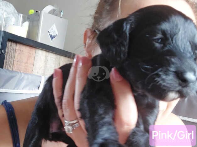 Poodle puppies for sale in Swansea – 1 year old - Image 1 of 5