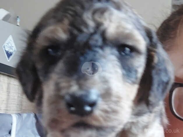 Poodle puppies for sale in Swansea – 1 year old - Image 4 of 5