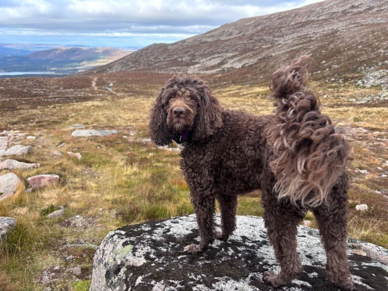 Poodle cross springer for rehoming 5 years old
