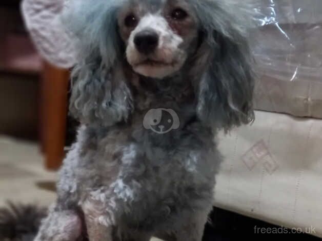 Poodle puppies for sale in Great Malvern, Worcestershire – 11 years old - Image 2 of 5