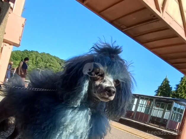 Poodle puppies for sale in Great Malvern, Worcestershire – 11 years old - Image 4 of 5