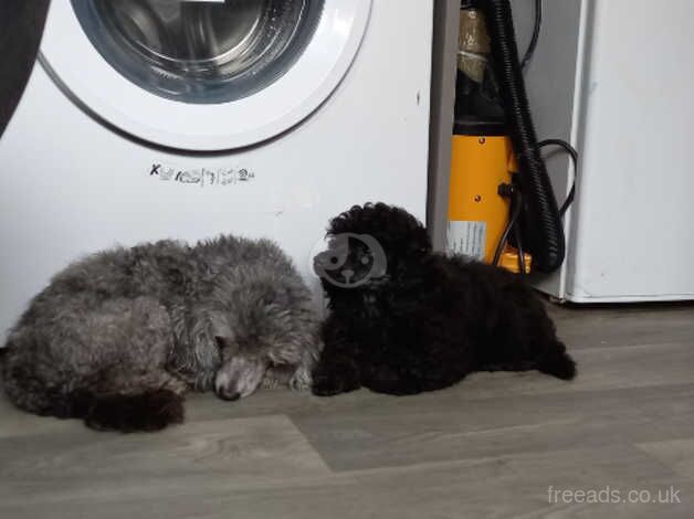 Poodle puppies for sale in Great Malvern, Worcestershire – 11 years old - Image 5 of 5